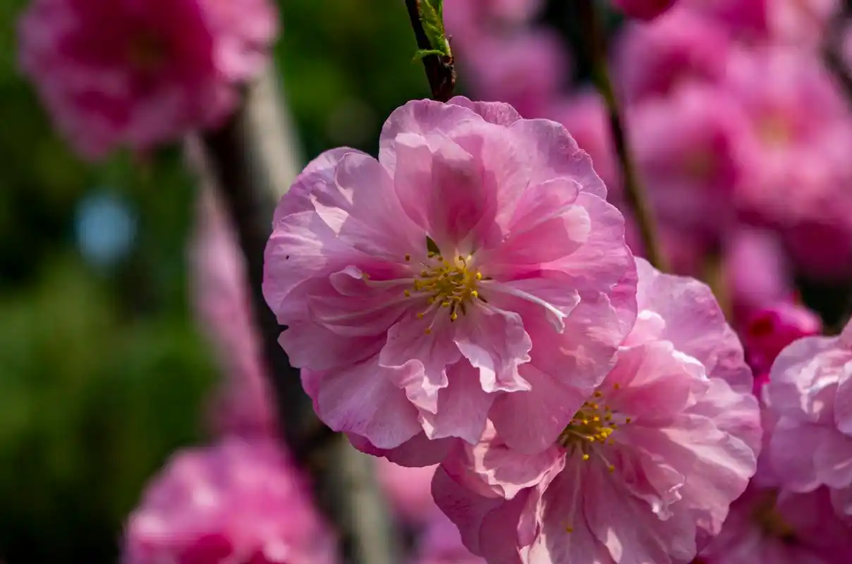 春光明媚,花团锦簇重瓣榆叶梅,让人赏心悦目