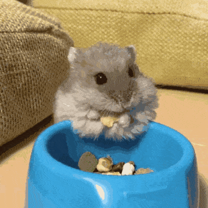 仓鼠口腔疾病有哪些如何预防