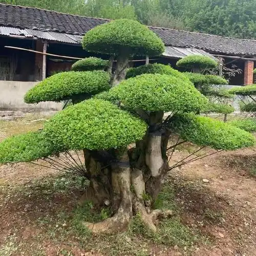 对节白蜡盆景 对节白蜡造型树 对节白蜡培育基地 琴龙园林