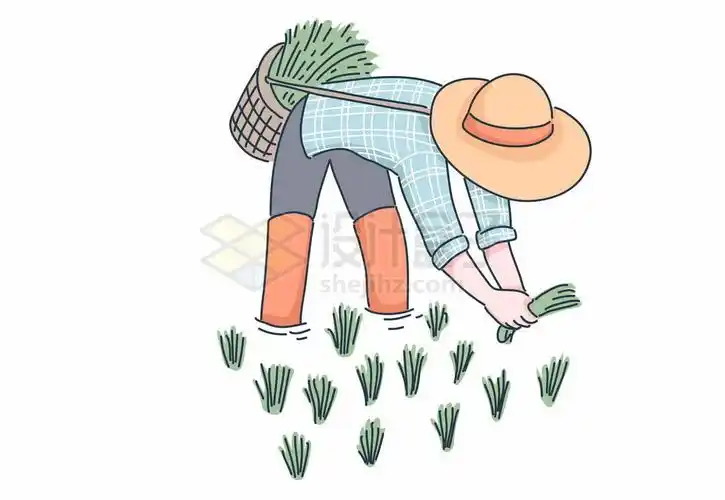 在水稻田里弯腰插秧的农民3095793矢量图片免抠素材