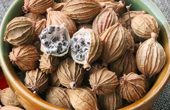 根据李时珍书写的《本草纲目》草果和草果的吃法区别_功效与作用