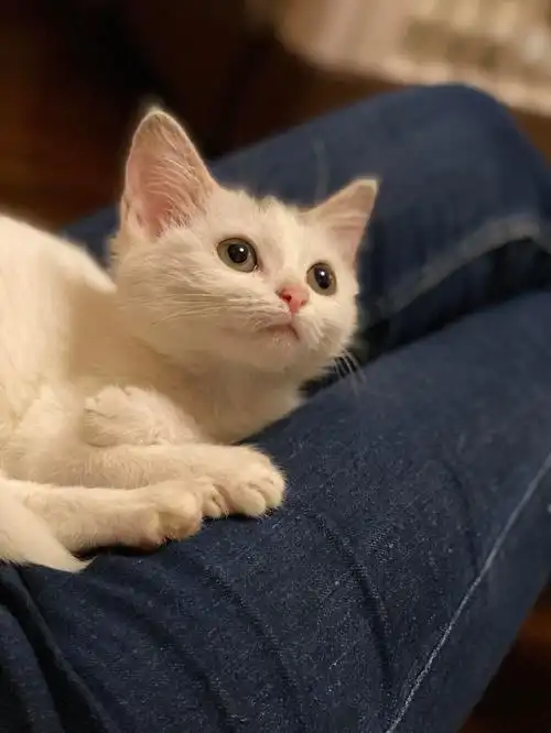 黄瞳小白,异瞳小白,橘橘小奶免费送养