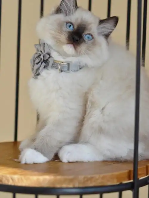 海豹手套色布偶猫小公主找家长