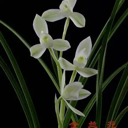 4楼不锈钢防盗架上种养 莲瓣兰 雪人b - 兰花交易网