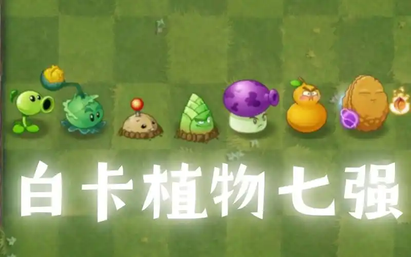 [pvz2][植物大战僵尸2]白卡植物七强