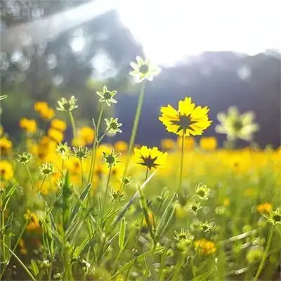 很好看能治愈人心的唯美风景头像图片
