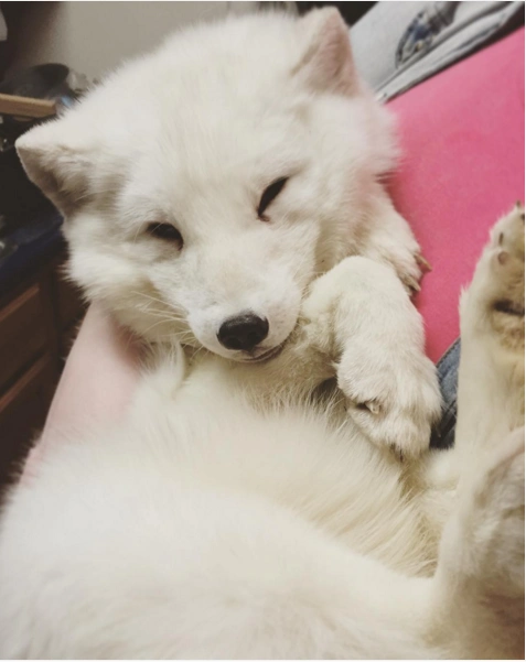 狐狸的叫声(狐狸怎么叫)