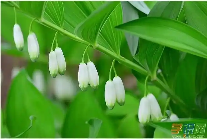 大玉竹与小玉竹区别