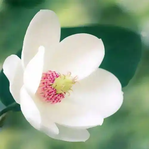 中老年头像大全:好看的花朵微信头像图片