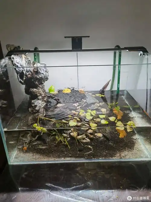 一只黄金角蛙"豪宅"——鱼缸养角蛙与原生鱼