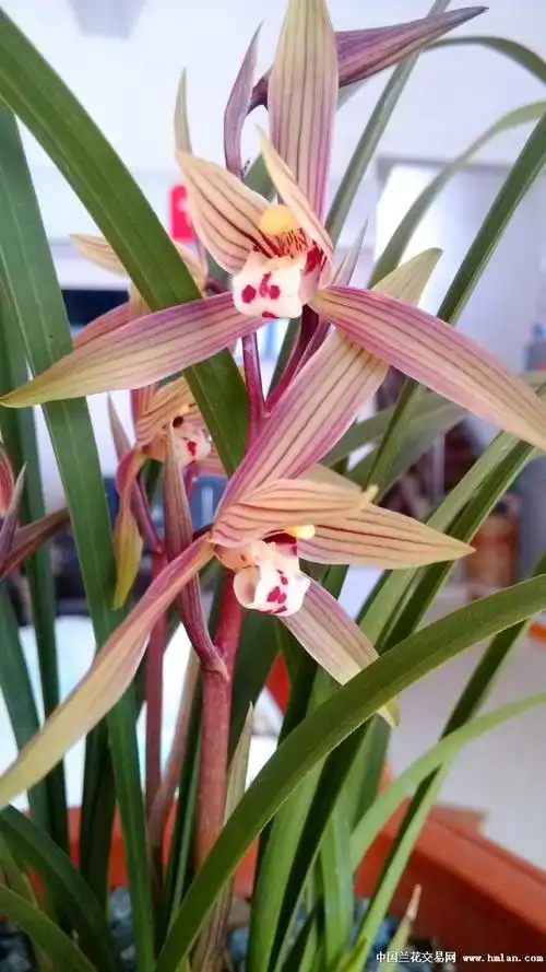 的开品图色,香,味俱全有没有被毒倒-组培杂交兰-中国兰花交易网社区