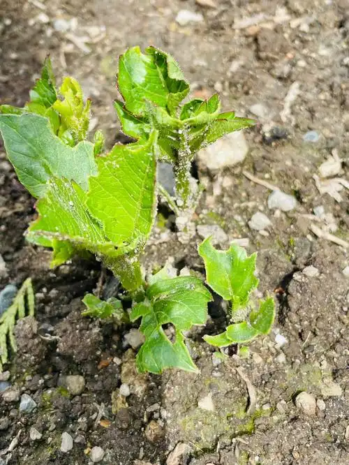 大丽花新芽冒出来