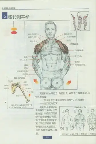 肌肉健美训练图解(哑铃部分)_哑铃健身吧_百度贴吧