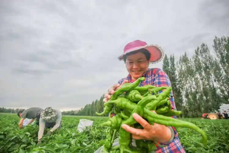 采摘,搬运,一派丰收景象!新疆呼图壁辣椒丰收_新华报业网