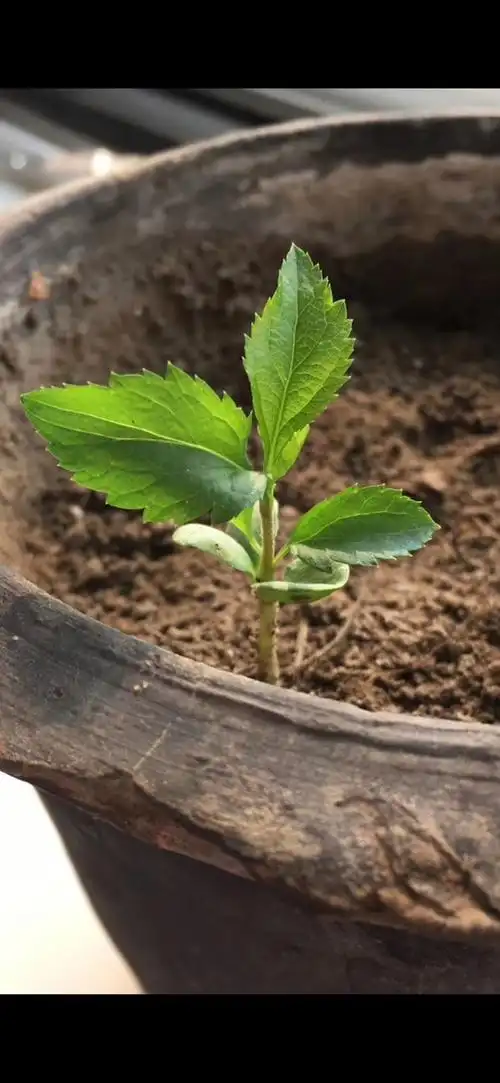 求鉴定这是什么植物