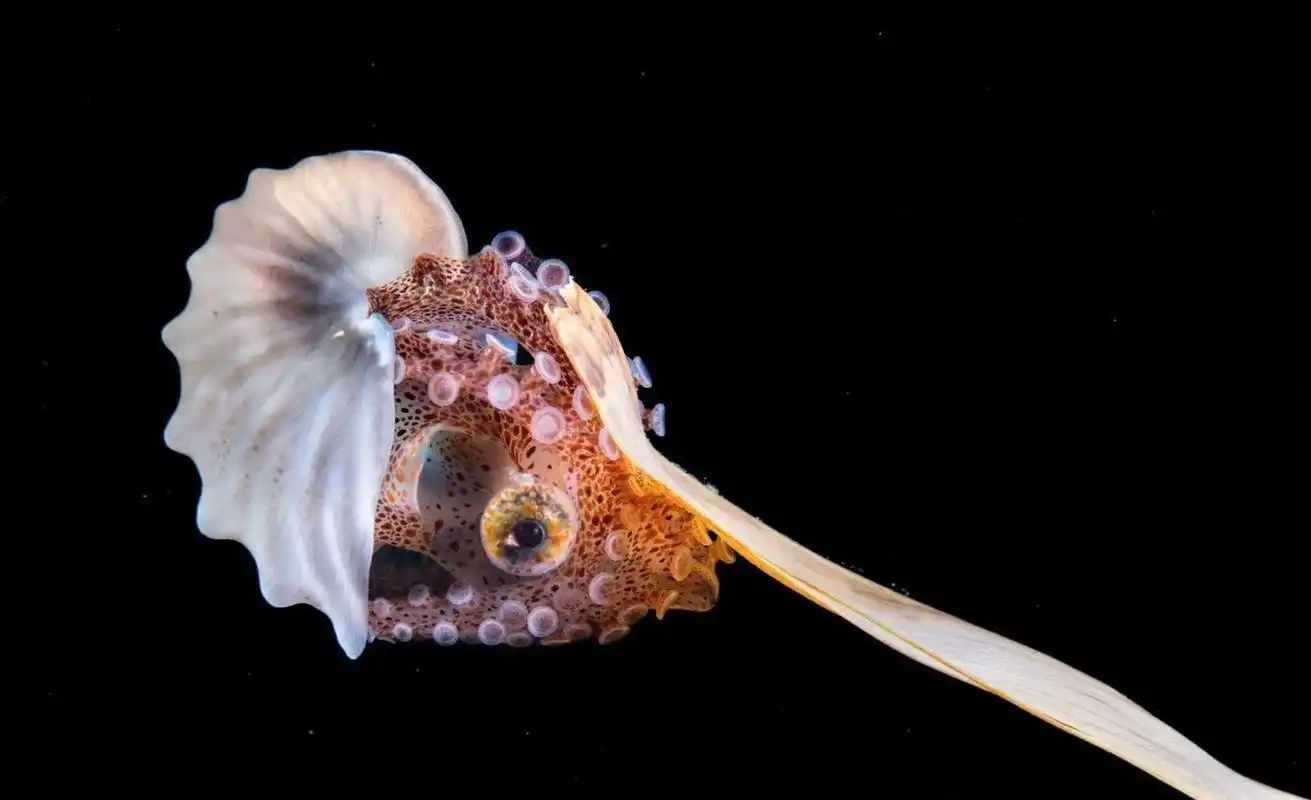 海洋生物-纸鹦鹉螺 又名船蛸  90 船蛸是一种雌雄异形的八脚软体