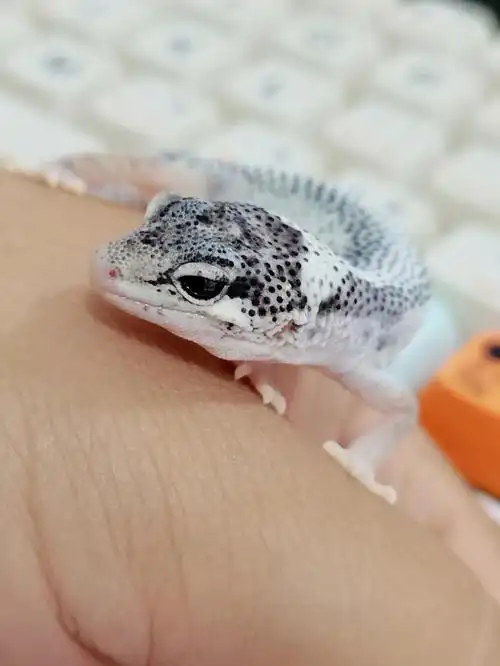 豹纹守宫  #我家宠物好可爱  #宠物  #爬宠