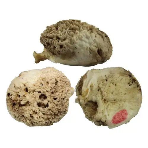 海鳗鱼宝据国内主流新闻报道牛宝,马宝,猪砂,鱼宝