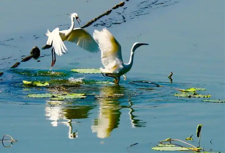 白鹭的浪漫生活