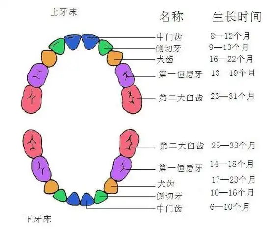 牙齿分类牙齿名称图