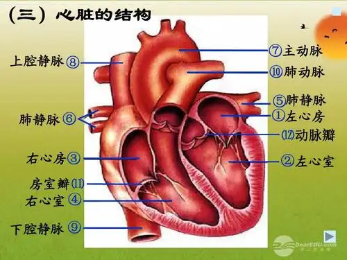 广东省珠海九中七年级生物《血液运输的动力器官--心脏》课件 北师大