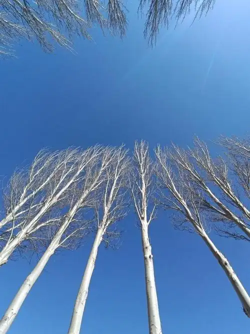 我们的校园我们的白杨树