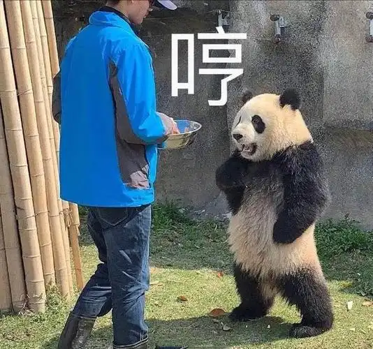 熊猫叉腰表情包合集|请注意你跟老子说话的态度