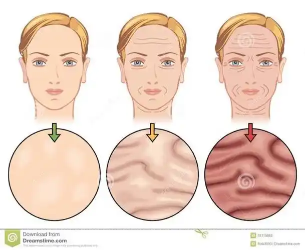 原创衰老的真相
