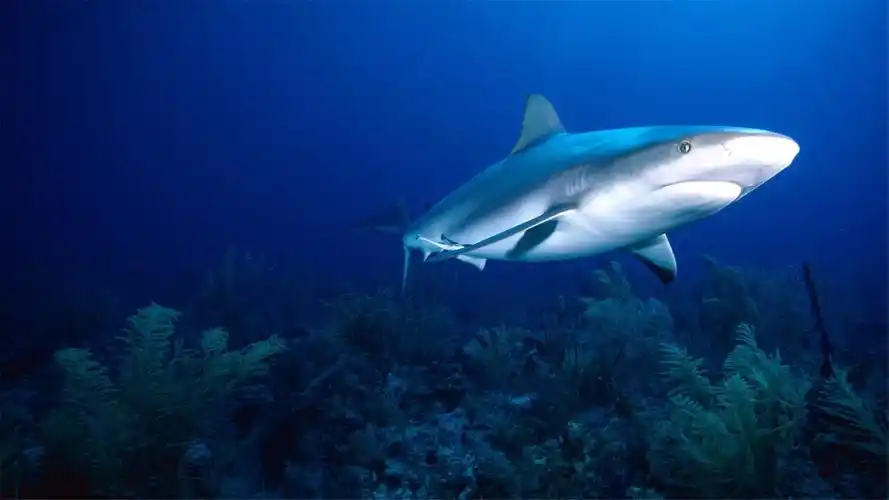 唯美海底世界大海高清桌面壁纸