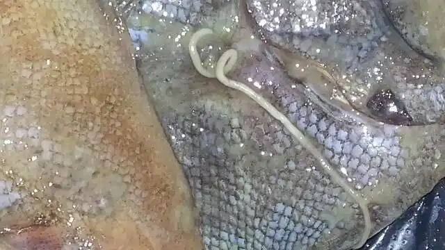 这是什么虫子,买鱼的时候里边出现的