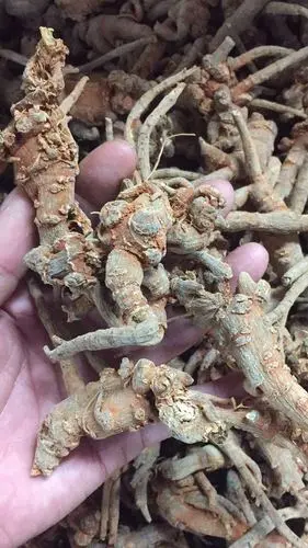 云南野生三七田七正野生40头一件代发打打田七粉图片