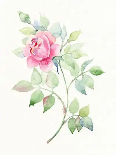 花卉树叶水彩手绘