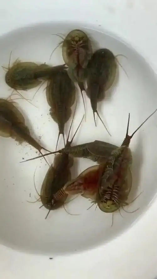 这个是三眼恐龙虾,据说是三亿年前的生物了!