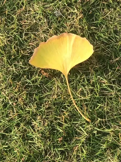 其它 上海植物园杏叶黄 写美篇          阅读
