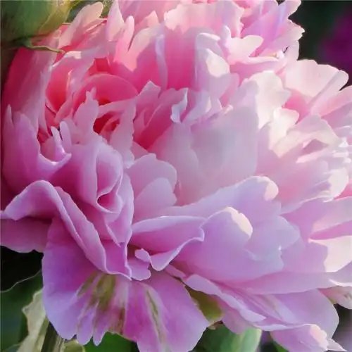 唯美花的头像 风景 清新 淡雅 花朝花暮_风景头像_头像屋