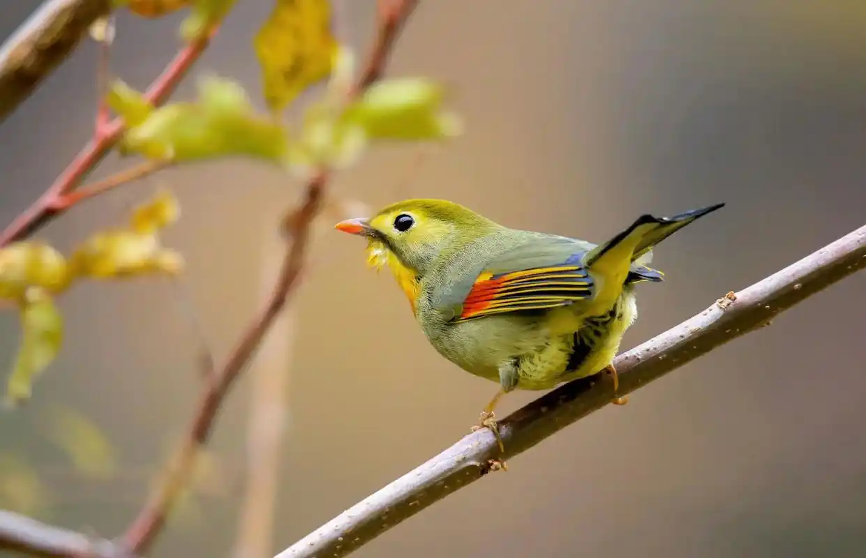 红嘴相思鸟优美姿态#难得一见的画面 #不一样的美 #可爱小精 - 抖音