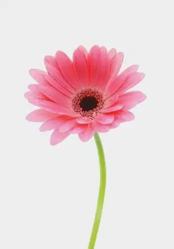 一朵花手机壁纸 繁花万千 我只赏你一枝独秀