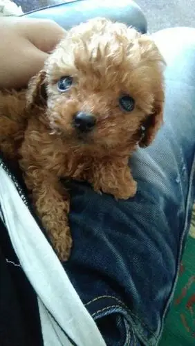 你们说这是泰迪么?他们说是假的.