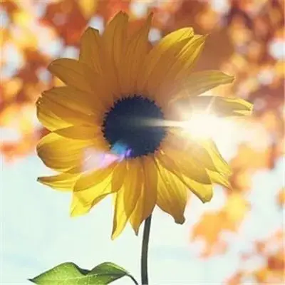 可以转运的微信头像图片_头像图片_扣扣乐园