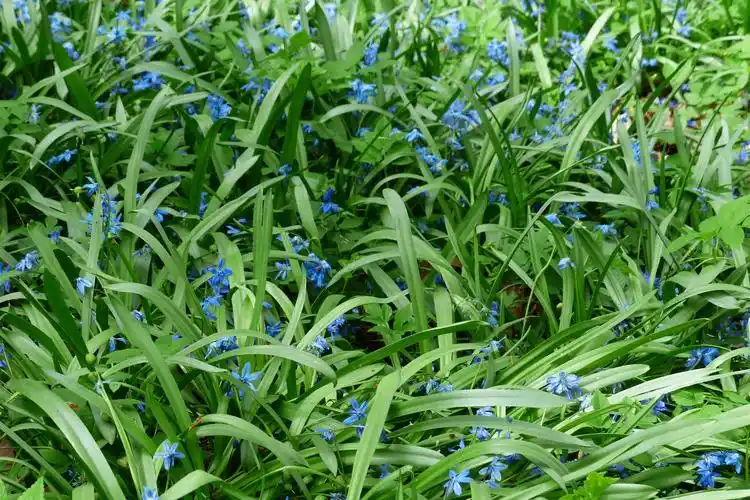 野风信子,春天的花