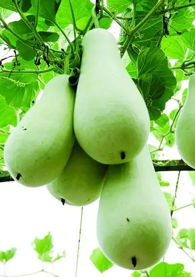 买葫芦瓜时先舔一舔,甜的好吃,苦的有毒!