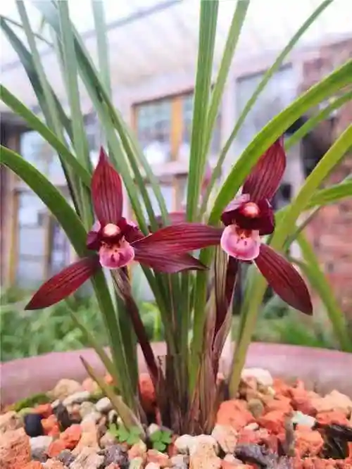 兰花大百科:这3款兰花,是顶级红素,多次获奖,在云南家喻户晓