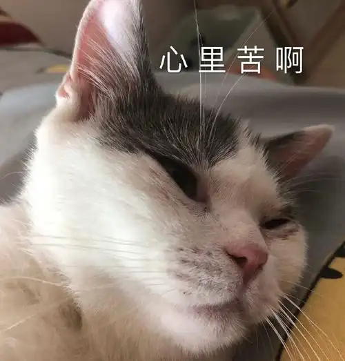 萌宠gif猫星人gif心里苦啊gif难受gif委屈gif呆萌gif
