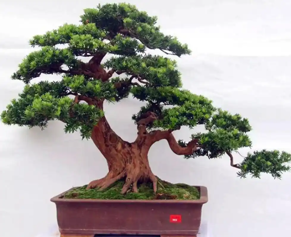 养罗汉松盆景,做造型细分根,枝,叶,耐心做好每一步,大气苍劲