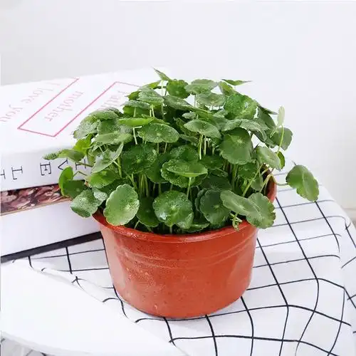 铜钱草植物盆栽