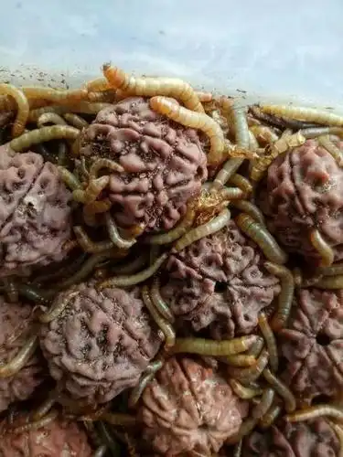 别人的金刚也不放过,面包虫会不会驻食里面的果仁,它的唾液会不会影响