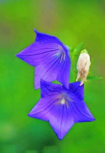 道拉基~~道拉基