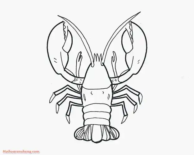 彩色小龙虾简笔画步骤小龙虾简笔画作品彩色图片