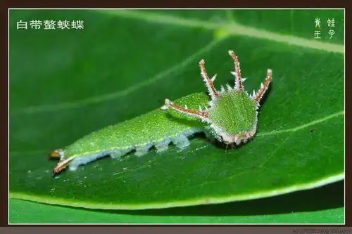 请问这是什么虫是蝴蝶之前的样子吗