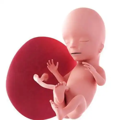 怀孕前3个月胎儿这些特征可能已经确定好了准妈妈不妨了解下